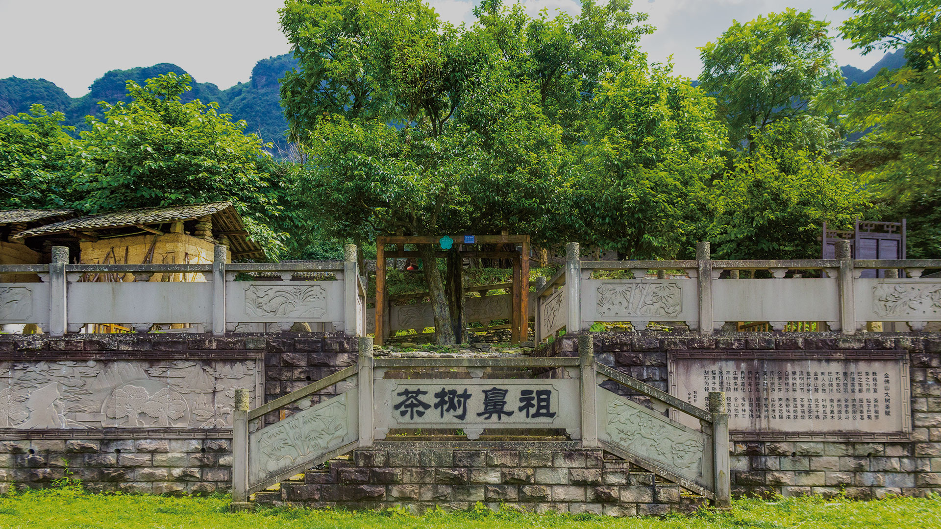 萬物(wù)之靈：五室茶系