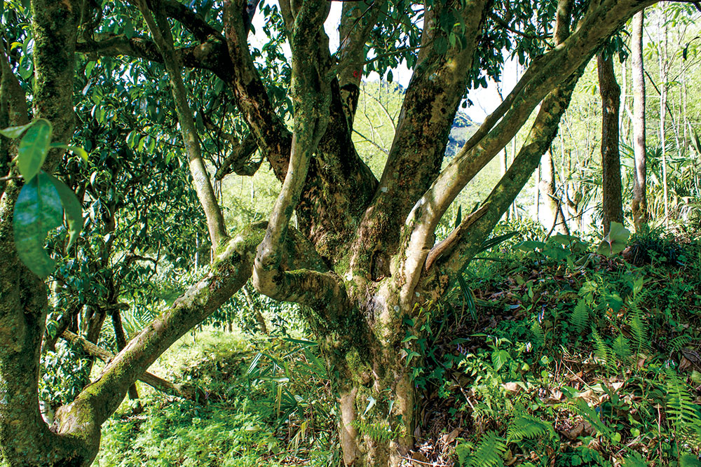 生(shēng)産基地(dì)