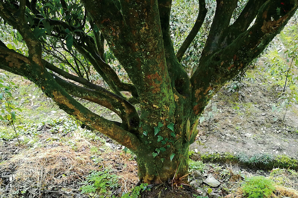 生(shēng)産基地(dì)