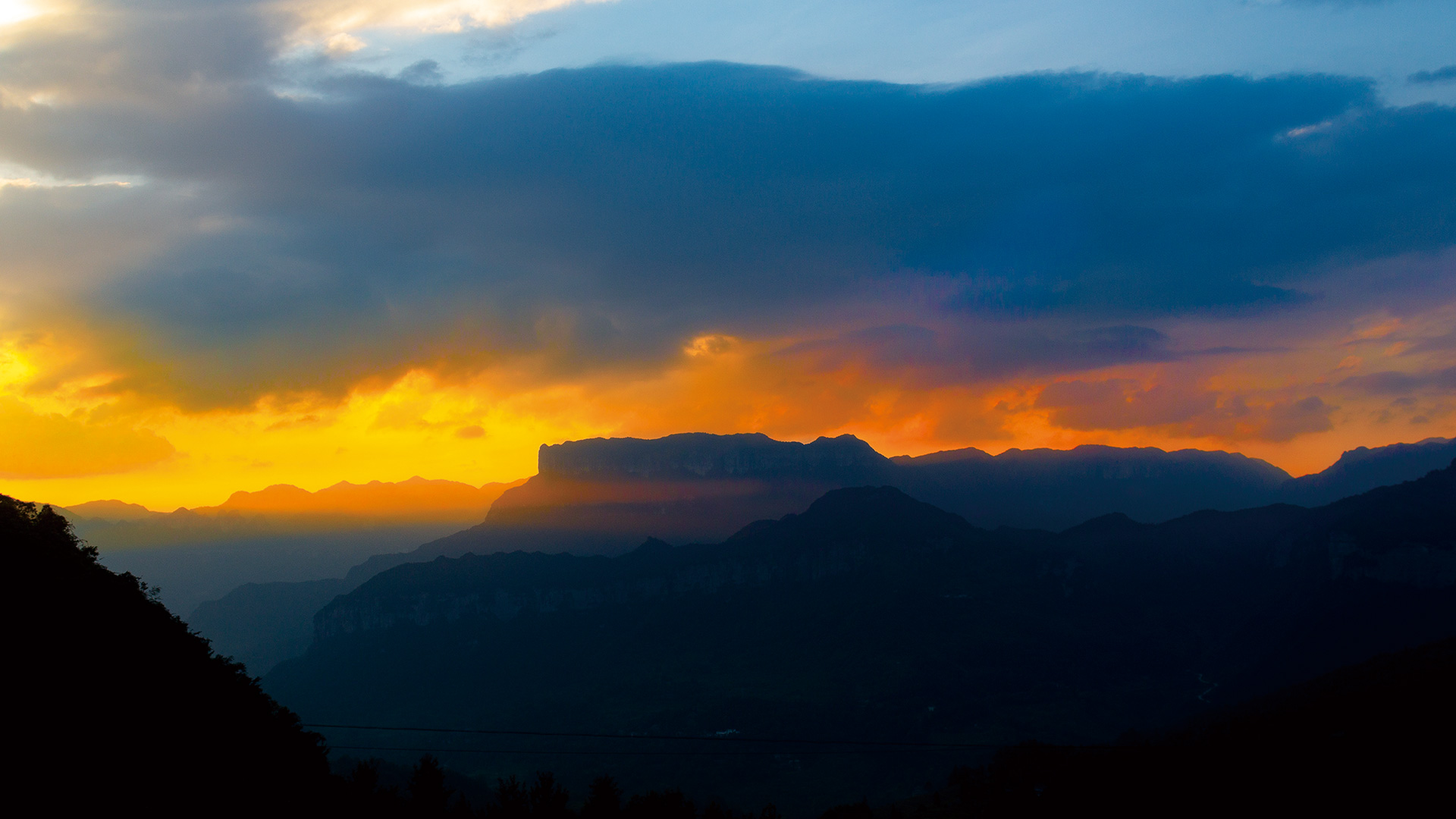 千年(nián)古樹(shù)茶  專定金(jīn)山(shān)紅(hóng)